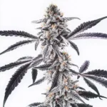 MAC x Rainbow Regular cannabis plant with frosty, colorful buds.