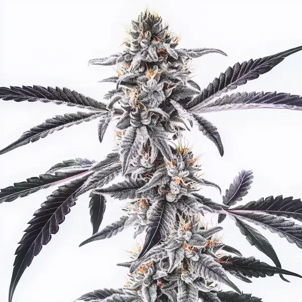 MAC x Rainbow Regular cannabis plant with frosty, colorful buds.