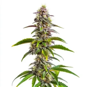 Mimosa x Wedding Cake Auto cannabis plant with frosty purple buds and citrus aroma.
