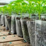 Other symptoms indicate that it is necessary to transplant.