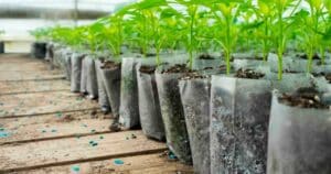 Other symptoms indicate that it is necessary to transplant.