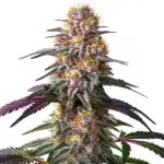 Pink Rozay x Strawberry Banana Auto plant with pinkish buds, orange pistils, and dense trichomes