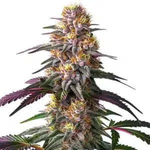 Pink Rozay x Strawberry Banana Auto plant with pinkish buds, orange pistils, and dense trichomes