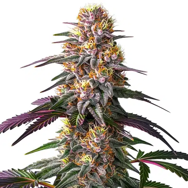 Pink Rozay x Strawberry Banana Auto plant with pinkish buds, orange pistils, and dense trichomes