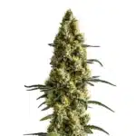 Tropi BCN x Pineapple Sherbet Regular bud with purple tones and tropical orange hairs.