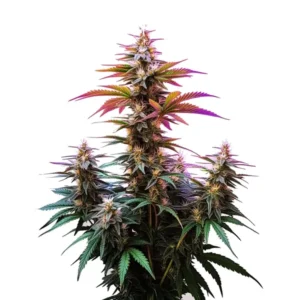 Pink Rozay x Gelato Auto cannabis plant featuring purple and green buds covered in trichomes, with distinct orange hairs, set against bright green leaves.