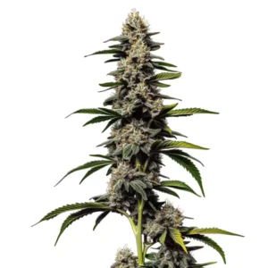 Alien Cookies x Kush Mints strain with dense, trichome-covered buds.