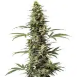 Amnesia Hypro cannabis plant with dense buds and orange pistils.