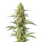 Amnesia x Kali Mist bud with long cola and frosty trichome-coated flower.