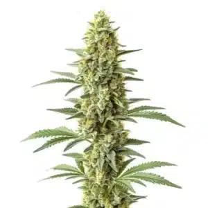 Amnesia x Kali Mist bud with long cola and frosty trichome-coated flower.