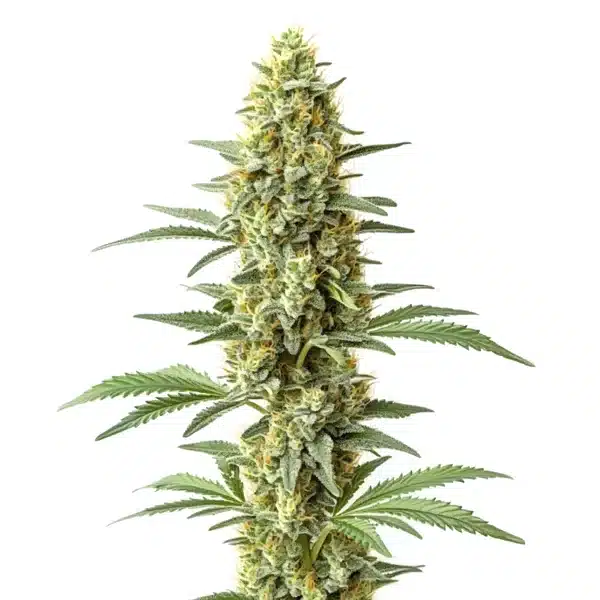 Amnesia x Kali Mist bud with long cola and frosty trichome-coated flower.