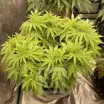 Apple Fritter Essence - Artisanal Cannabis Seeds with an urban twist