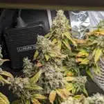 Dramatic and Theatrical Apple Fritter Cannabis Seeds