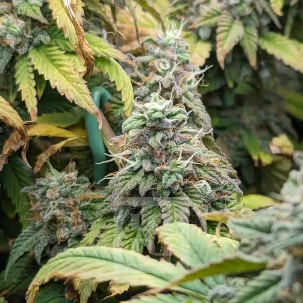 Apple Fritter - Bringing the Tranquility of Nature to Urban Cannabis