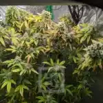 Apple Fritter Seeds - Cultivate Your Sense of Freshness