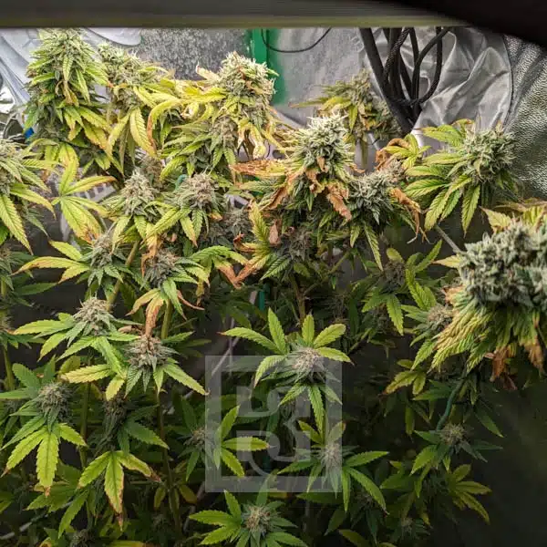 Apple Fritter Seeds - Cultivate Your Sense of Freshness