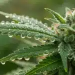 Best Strains for Making Hashish Leaves