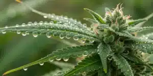 Best Strains for Making Hashish Leaves