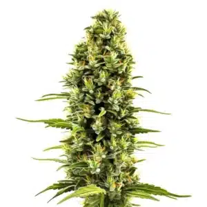 Birthday Cake strain with frosty buds and vibrant pistils.