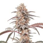 Biscotti strain with dense, frosty buds and dessert-like aroma from Blimburn Seeds