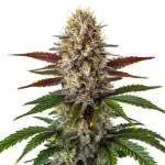 Biscotti Mintz cannabis bud with purple hues, sugar-coated trichomes, and vivid orange hairs