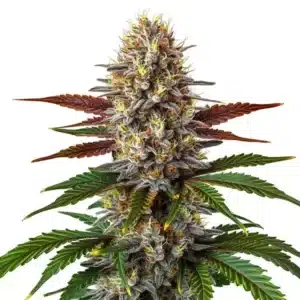 Biscotti Mintz cannabis bud with purple hues, sugar-coated trichomes, and vivid orange hairs