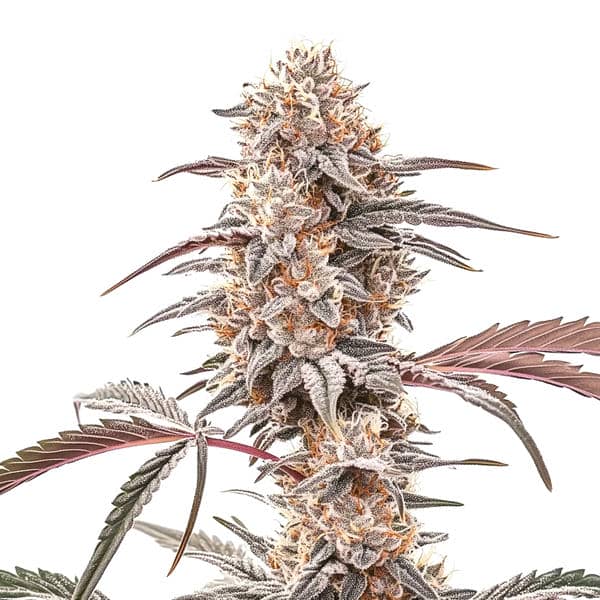 Biscotti strain with dense, frosty buds and dessert-like aroma from Blimburn Seeds