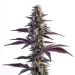 The Blue Grape Fuel cannabis plant with purple and green buds and leaves.