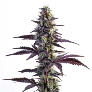 The Blue Grape Fuel cannabis plant with purple and green buds and leaves.