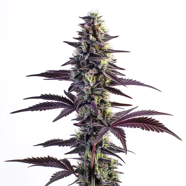 The Blue Grape Fuel cannabis plant with purple and green buds and leaves.