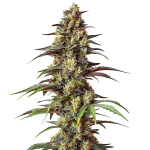 The cannabis plant of the Bruce Banner Regular strain, displaying dense buds covered in resin, with purple and green leaves.