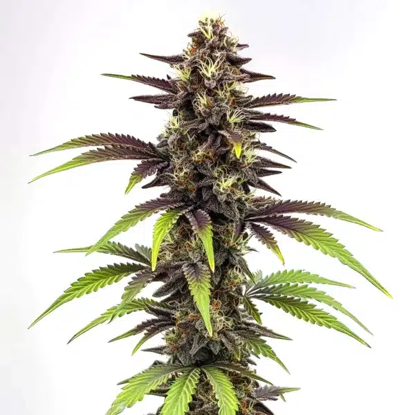 Bruce Banner x Do-Si-Dos cannabis plant with frosty, colorful buds.