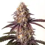 Bruce Banner x Grape cannabis bud with purple tones and dense, resinous structure.