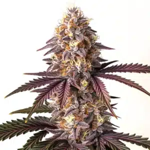 Bruce Banner x Grape cannabis bud with purple tones and dense, resinous structure.