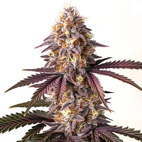 Bruce Banner x Grape cannabis bud with purple tones and dense, resinous structure.
