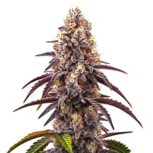 Bruce Banner x Grapefruit Regular bud with orange pistils and frosty purple hues.