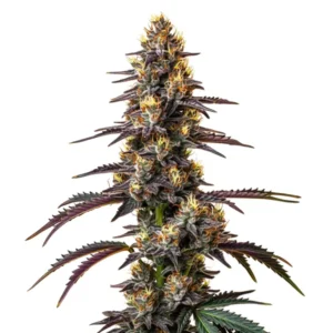 Close-up of Carbon Fiber strain buds with dark hues and orange pistils.