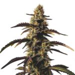 Chocolate Mint OG cannabis plant with frosty buds and dessert aroma from Blimburn Seeds