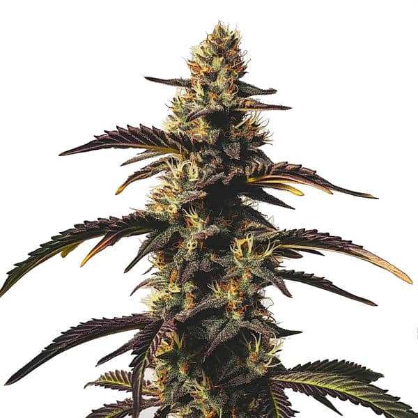 Chocolate Mint OG cannabis plant with frosty buds and dessert aroma from Blimburn Seeds