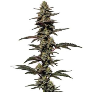 Chocolate Thai Auto cannabis plant with earthy chocolate aroma and Thai genetics from Blimburn Seeds