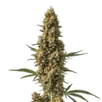 Dense buds of the Coma cannabis strain with frosty resin