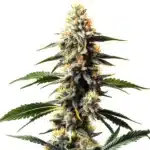 Critic Boom cannabis strain showcasing thick, trichome-rich buds with deep green and orange hues.