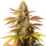Critical Banana cannabis strain with resinous buds and vibrant green foliage.