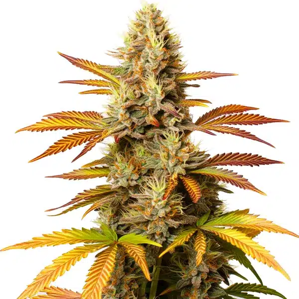 Critical Banana cannabis strain with resinous buds and vibrant green foliage.