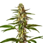 Do-Si-Dos Fast Version cannabis plant with dense buds and frosty trichomes.