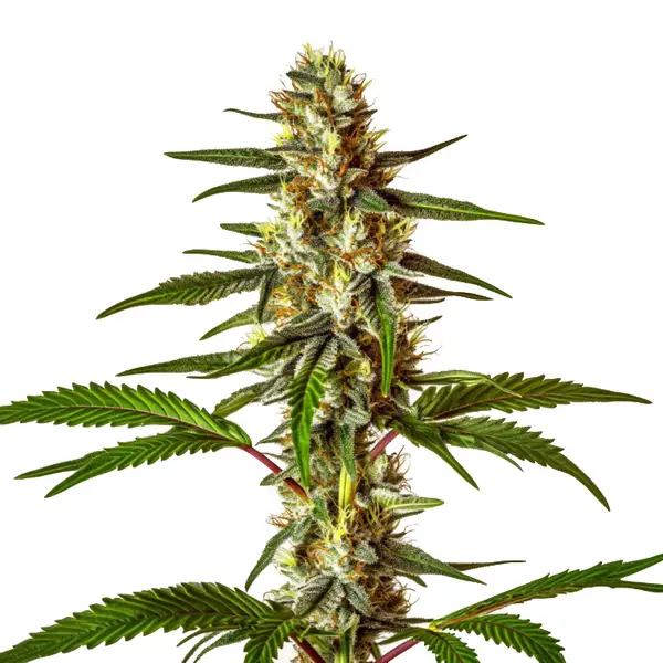 Do-Si-Dos Fast Version cannabis plant with dense buds and frosty trichomes.