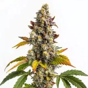 Gelato x Gorilla strain with compact buds and a thick trichome coating.