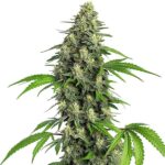Dense Girl Scout Cookies Fast Version cannabis bud with green leaves and resin-covered flowers, ideal for growers seeking a fast-flowering strain.