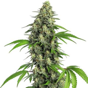 Dense Girl Scout Cookies Fast Version cannabis bud with green leaves and resin-covered flowers, ideal for growers seeking a fast-flowering strain.