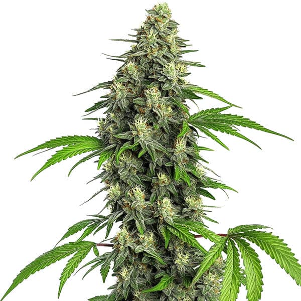 Dense Girl Scout Cookies Fast Version cannabis bud with green leaves and resin-covered flowers, ideal for growers seeking a fast-flowering strain.
